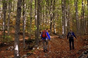 Nordic Walking im Trend